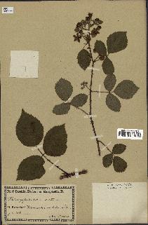 spécimen de Rubus villicaulis