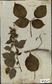 spécimen de Rubus villicaulis