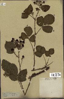 spécimen de Rubus villicaulis