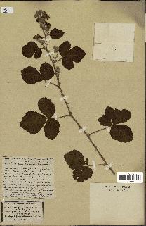 spécimen de Rubus villicaulis