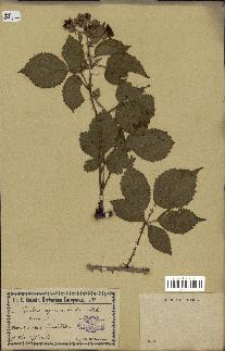 spécimen de Rubus vestitus