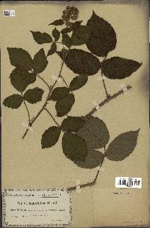 spécimen de Rubus vestitus