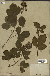 spécimen de Rubus vestitus