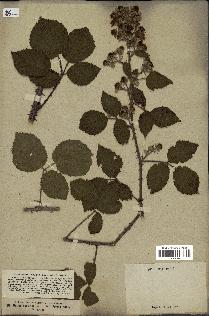 spécimen de Rubus vestitus