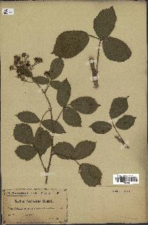 spécimen de Rubus vestitus