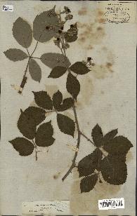 spécimen de Rubus thyrsoideus