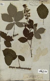 spécimen de Rubus thyrsoideus