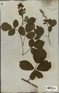 spécimen de Rubus thyrsoideus