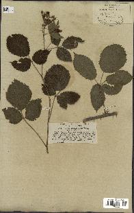 spécimen de Rubus thyrsoideus