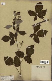 spécimen de Rubus thyrsoideus