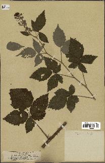 spécimen de Rubus thyrsoideus