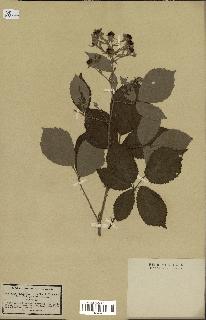 spécimen de Rubus thyrsoideus
