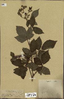 spécimen de Rubus thyrsoideus