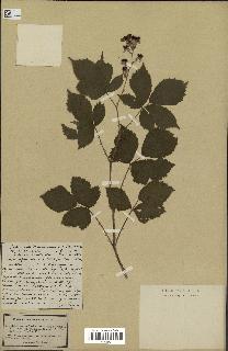 spécimen de Rubus thyrsoideus