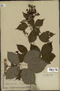 spécimen de Rubus thyrsoideus