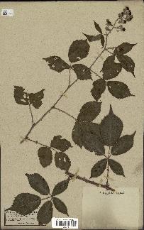 spécimen de Rubus thyrsoideus