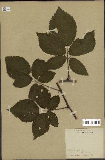 spécimen de Rubus thyrsoideus