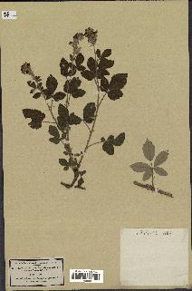 spécimen de Rubus thyrsoideus