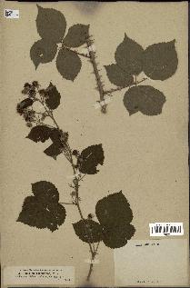 spécimen de Rubus vulgaris