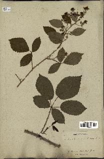 spécimen de Rubus vulgaris