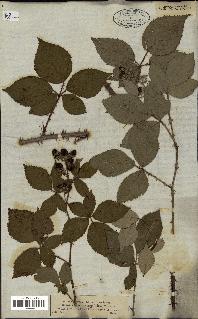 spécimen de Rubus vulgaris