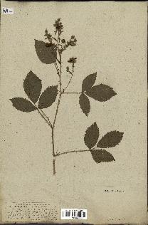 spécimen de Rubus vulgaris