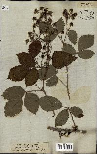 spécimen de Rubus vulgaris