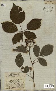 spécimen de Rubus vulgaris