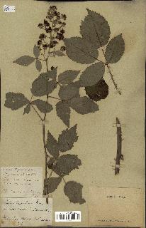 spécimen de Rubus thyrsoideus