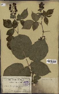 spécimen de Rubus thyrsoideus