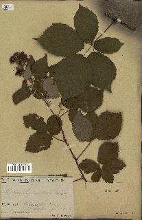 spécimen de Rubus thyrsoideus