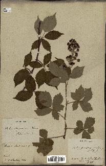 spécimen de Rubus thyrsoideus