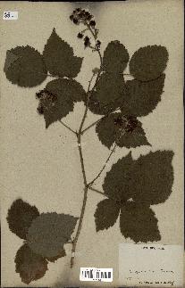 spécimen de Rubus thyrsoideus