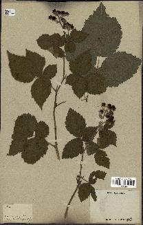 spécimen de Rubus thyrsoideus