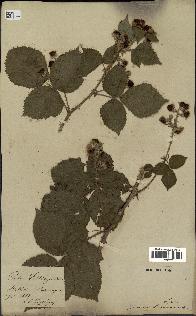 spécimen de Rubus thyrsoideus