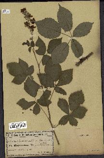 spécimen de Rubus thyrsoideus