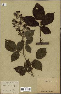 spécimen de Rubus thyrsoideus