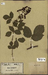 spécimen de Rubus thyrsoideus