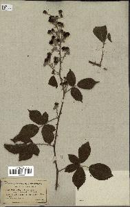 spécimen de Rubus thyrsoideus