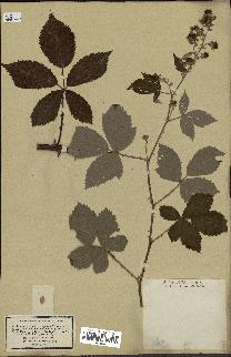 spécimen de Rubus thyrsoideus