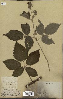 spécimen de Rubus thyrsoideus