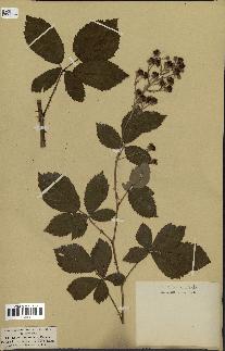 spécimen de Rubus thyrsoideus