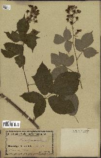 spécimen de Rubus thyrsoideus