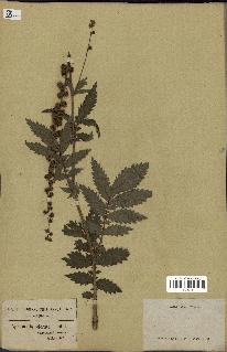 spécimen de Agrimonia odorata
