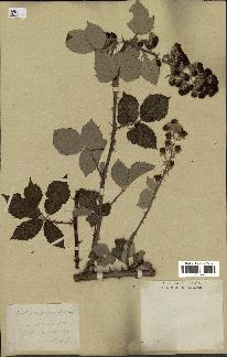 spécimen de Rubus pubescens