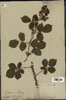 spécimen de Rubus pubescens