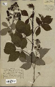 spécimen de Rubus pubescens