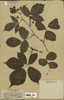 spécimen de Rubus radula