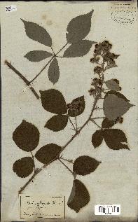 spécimen de Rubus radula