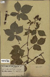 spécimen de Rubus radula